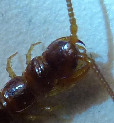 Lithobius forficatus